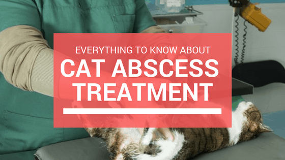 cat abscess being treated
