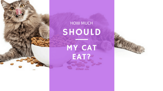 How Much Should a Cat Eat? | Cats Are On Top