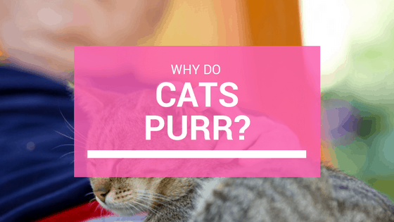 why does my cat purr