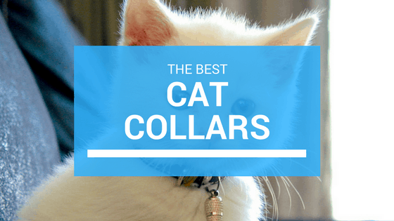 best cat collar pics