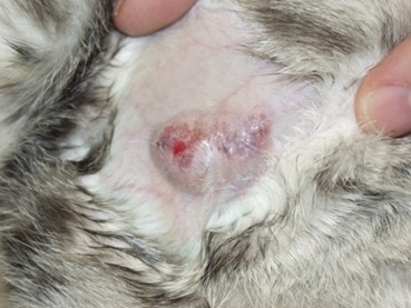 skin lesions on cat