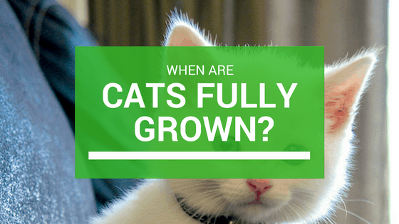 stages of growth for cats