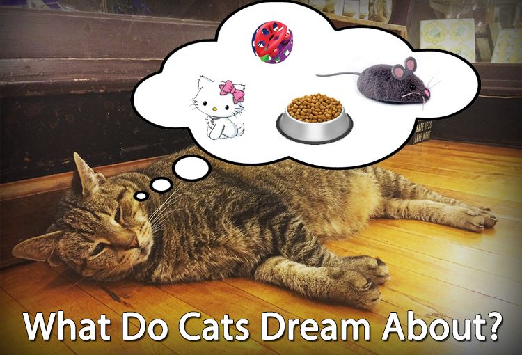 What Do Cats Dream About Cats Are On Top   Do Cats Dream 750x510 