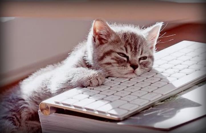 5 Signs Your Cat Is Bored Cats Are On Top