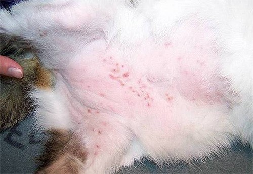 Rashes On Cats Stomach Toxoplasmosis