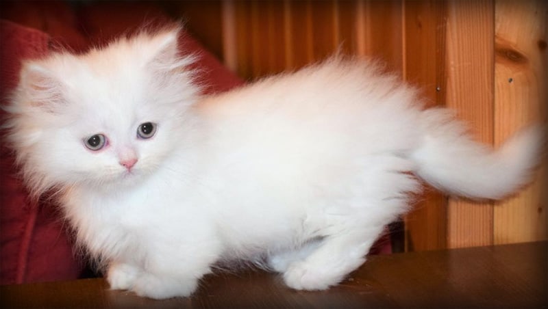 All You Need to Know About Munchkin Cats | Cats Are On Top