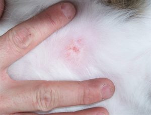 Top 11 Cat Skin Problems | Cats Are On Top