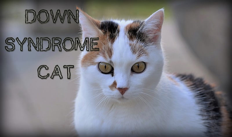 Down Syndrome Cat Cats Are On Top