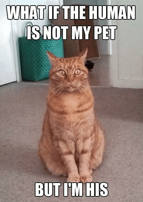 29 Best Cat Memes | Cats Are On Top
