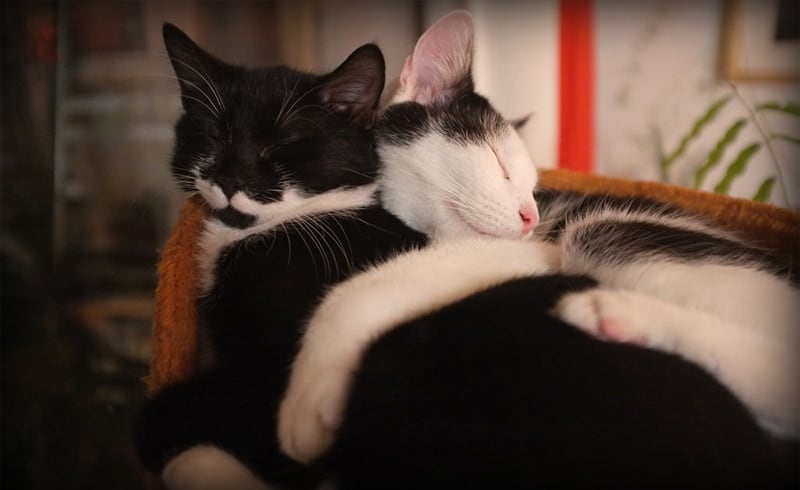 cat cuddle pillow