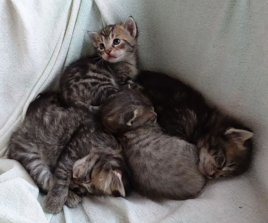 cat cuddle pillow