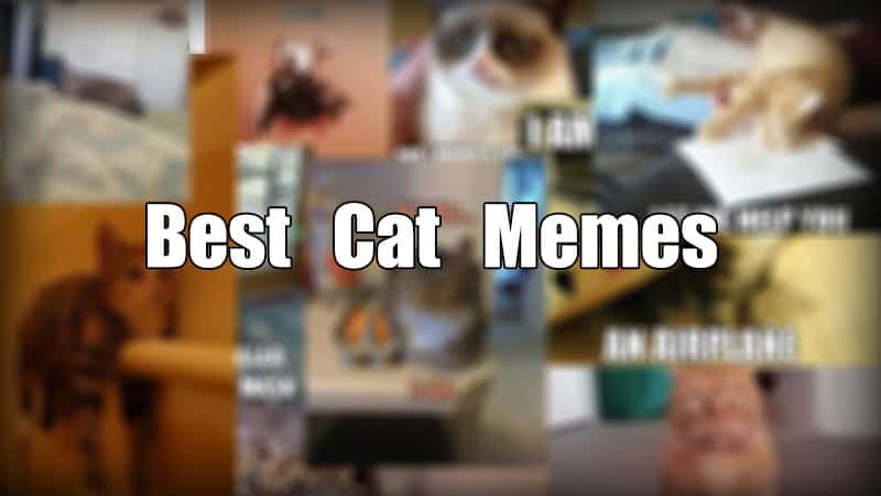 29 Best Cat Memes | Cats Are On Top