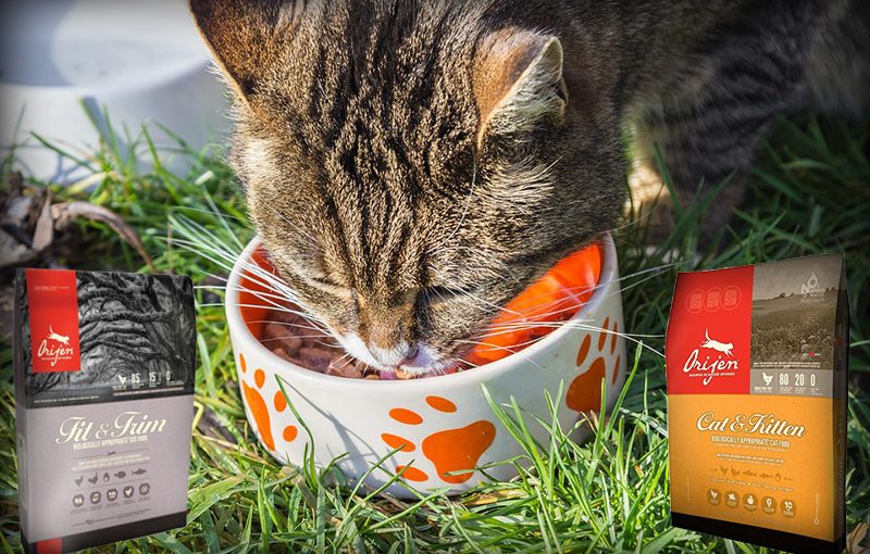 Orijen Cat Food Review Cats Are On Top