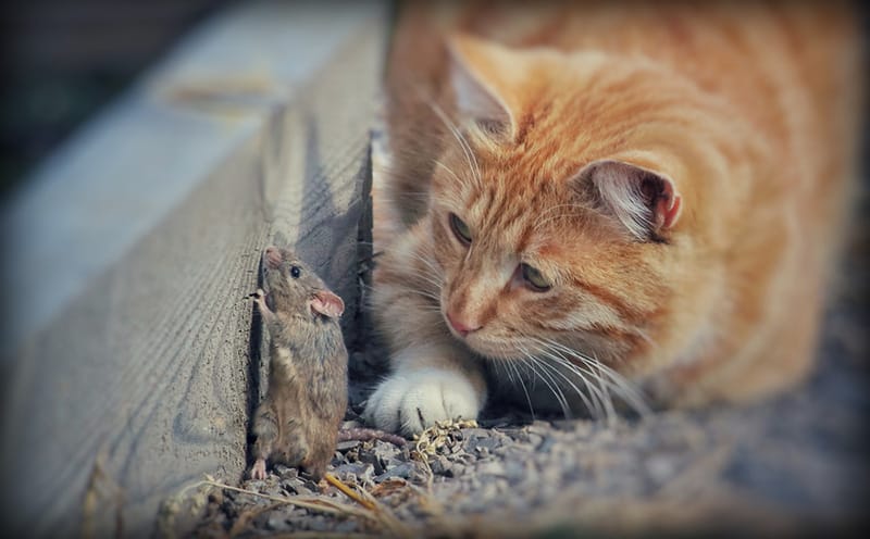 Cat Food Mouse: The Curious Connection and Its Impact on Mice Populations