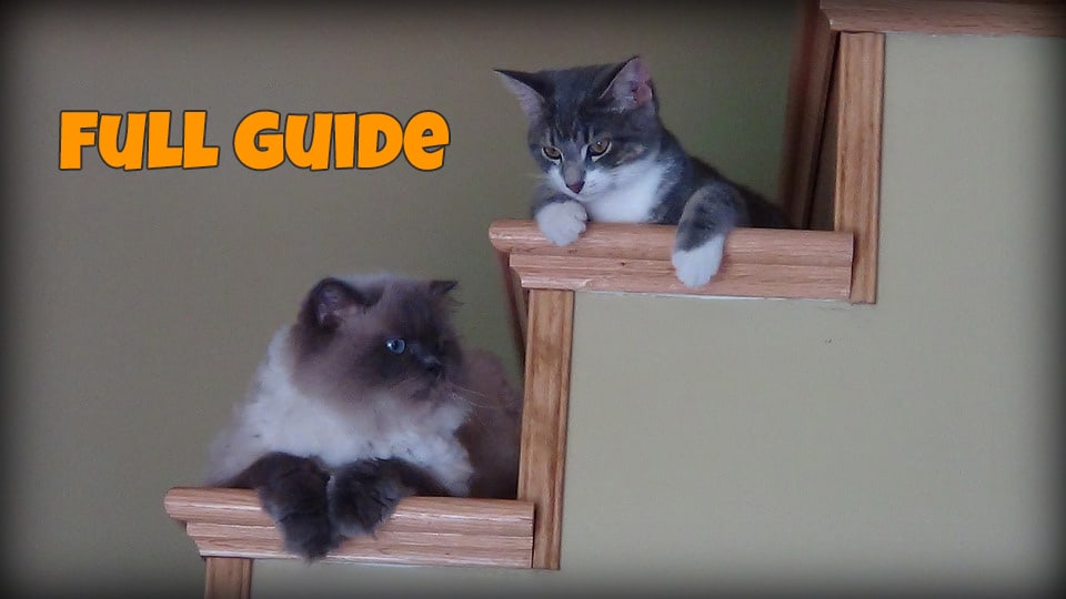 Best Cat Stairs and Steps Cats Are On Top