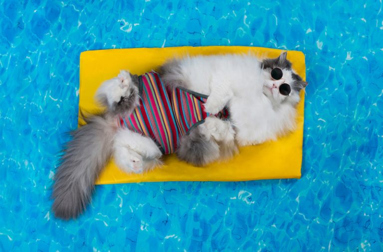 What Do I Do With My Cat If I Go On Vacation Cats Are On Top