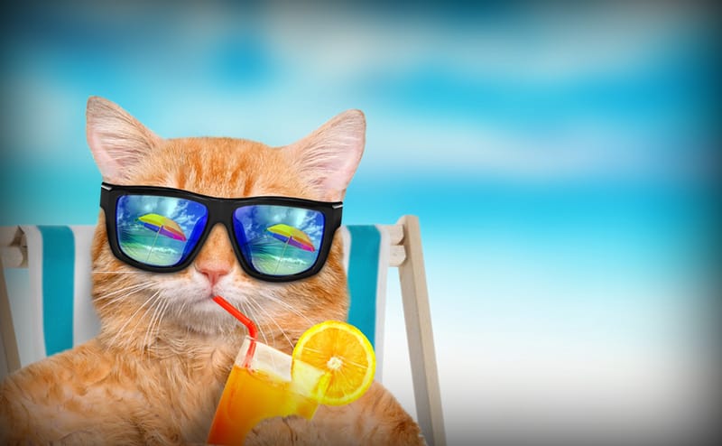 What do I do with my cat if I go on vacation? | Cats Are On Top